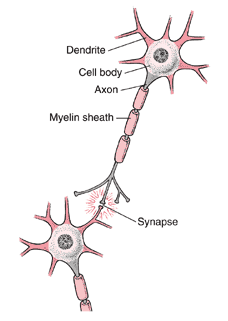 Neurons Are Responsible for Thought and Memory