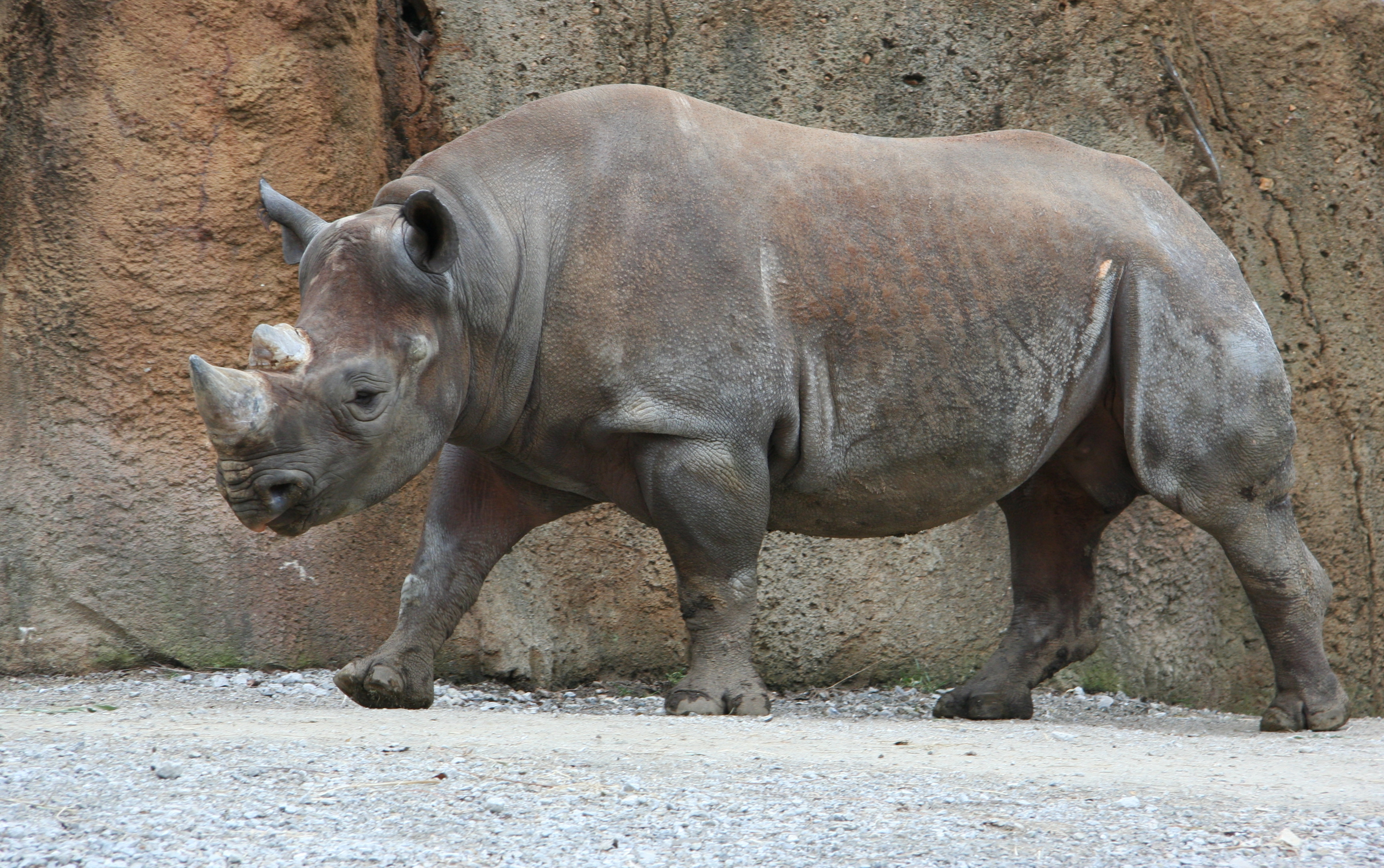 This is a rhino