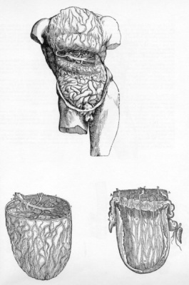 Vesalius, De Humani Corporis Fabrica, plate 54, 1543