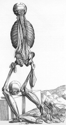 Vesalius, De Humani Corporis Fabrica, plate 37, 1543