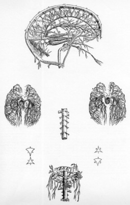 Vesalius, De Humani Corporis Fabrica, plate 47, 1543