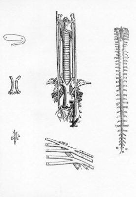 Vesalius, De Humani Corporis Fabrica, plate 52, 1543